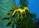 Leafy Sea Dragon