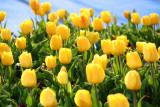Taste of Spring