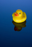 7th: My Duckie<br>by Debbi_in_California