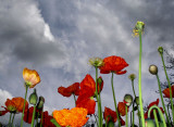 <b>2nd</b> - Tall Poppies<br>by Julie Bird