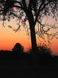 Sunset tree