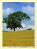 The lone tree