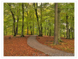 Woodland pathway