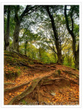 Exposed roots and fallen leaves