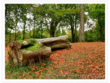 Forest in Autumn