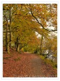 Woodland pathway