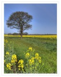 Rape Field (HDR) - 002