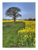 Rape Field (HDR) - 005