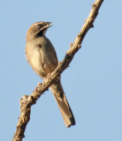 Five-striped Sparrow