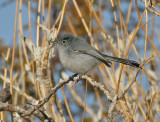 Blue-gray Gnatcatcher