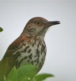 Brown Thrasher