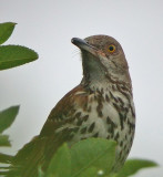 Brown Thrasher