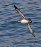 Pink-footed Shearwater