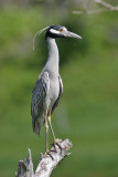 Yellow-crowned Night-Heron