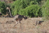 Somali Ostrich