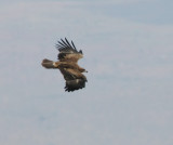 Tawny Eagle