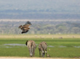 Tawny Eagle