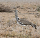 Kori Bustard