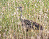 Black-bellied Bustard