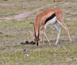 Thomsons Gazelle