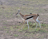 Thomsons Gazelle