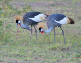 Gray Crowned-Crane