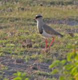 Crowned Lapwing