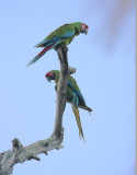 Military Macaw