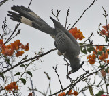 White-bellied Go-away-bird