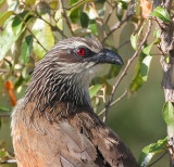 White-browed Coucal