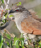 White-browed Coucal