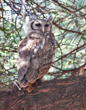 Verreauxs Eagle-Owl