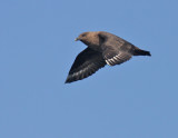 South Polar Skua