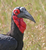 Southern Ground-Hornbill