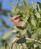 Blue-naped Mousebird