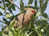 Blue-naped Mousebird