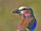 Lilac-breasted Roller