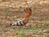 Eurasian Hoopoe (African)