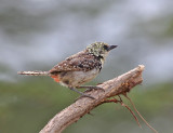 DArnauds Barbet (Usambiro)