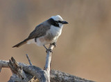 White-rumped Shrike