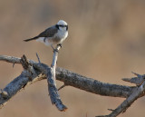 White-rumped Shrike