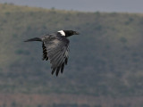 Pied Crow