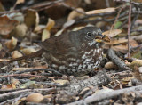 Fox Sparrow (Sooty)