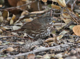 Fox Sparrow (Sooty)