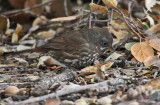 Fox Sparrow (Sooty)
