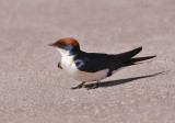 Wire-tailed Swallow