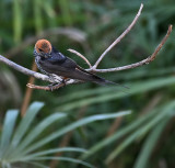 Lesser Striped-Swallow