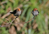 Lesser Striped-Swallow