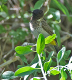 Common Bulbul (Dark-capped)