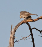 Grayish Flycatcher